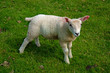 North Yorkshire Lamb