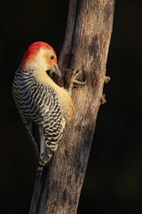 Wall Mural - Red-bellied Woodpecker