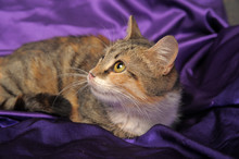 Tricolor European Cat On A Purple Background