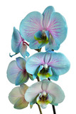 Fototapeta Storczyk - Blue orchid flowers isolated on white background