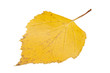 yellow leaf isolated on white neutral background