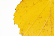 yellow leaf isolated with texture on white background close-up