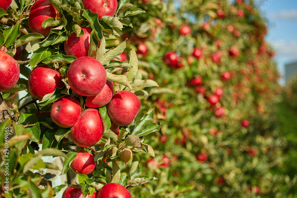 Shiny delicious apples hanging from a tree branch in an apple orchard - obrazy, fototapety, plakaty 