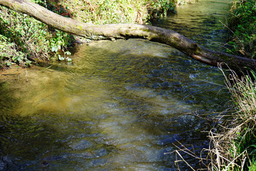 Wall Mural - Fallen tree across a river