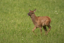 Elk Calf Running