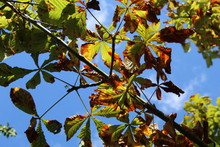 Horse Chestnut Tree Leaves From Underneath With Blue Sky Background