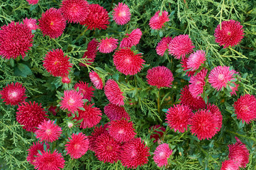 Wall Mural - autumn aster flowers many small bright colors carpet background