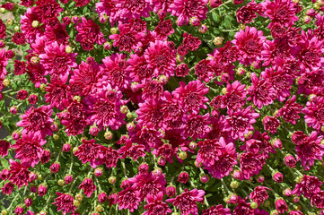 Wall Mural - chrysanthemums many small bright colors carpet background