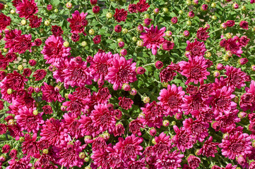 Wall Mural - chrysanthemums many small bright colors carpet background