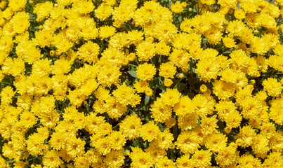 Wall Mural - chrysanthemums many small bright colors carpet background