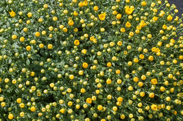 Wall Mural - chrysanthemums many small bright colors carpet background