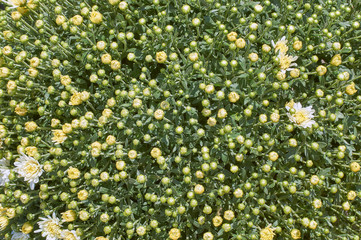 Wall Mural - chrysanthemums many small bright colors carpet background