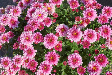 Wall Mural - chrysanthemums many small bright colors carpet background