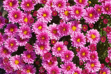 Wall Mural - chrysanthemums many small bright colors carpet background