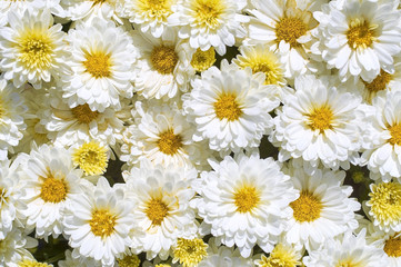 Wall Mural - chrysanthemums many small bright colors carpet background