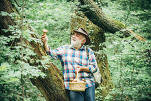 Fresh Mushrooms In The Man Hands. Mature Man With Mushrooms In Basket Over Forest Background.