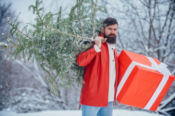 Wall Mural - Bearded man is carrying Christmas tree in the wood. Santa Claus with Christmas tree. Young man lumberjack is cutting Christmas tree in the wood.