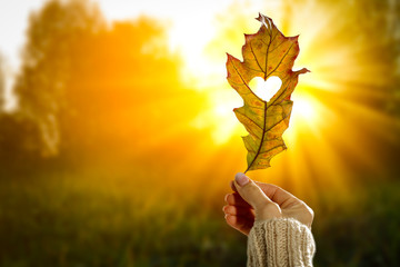 Autumn background with leaf held in woman's hand and with beautiful gold sunlight. Heart cut in leaf.