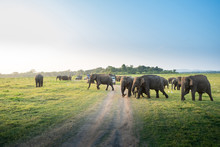 Wild Elephants In A Beautiful Landscape In Sri Lanka