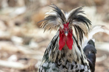 Original Close Up Photograph Of A Silver Laced Polish Chicken With A Bad Hair Day
