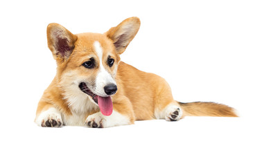 Sticker - welsh corgi puppy in full growth on a white background