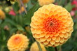Pompon-Dahlie in einem Garten, orangefarbene Dahlie