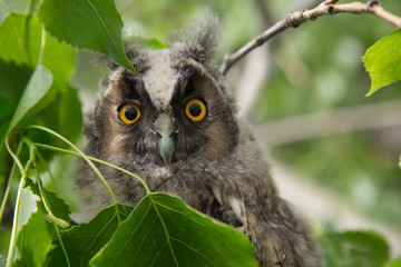 A beautiful cute owl sits on a tree and looks out from behind green leaves. Big eyes look forward. Close-up.