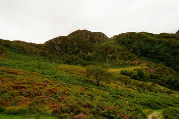 Wall Mural - Highland Meadow in a Valley - Wales UK