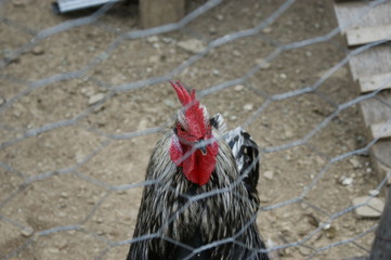 caged cock. rooster with red scallop