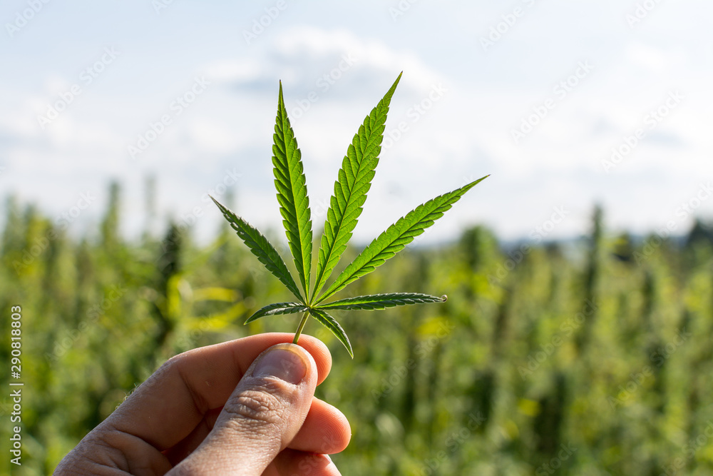 marijuana canabis with human hand on field ganja farm sativa leaf weed medical hemp hash plantation cannabis legal or illegal drug leaves - obrazy, fototapety, plakaty 