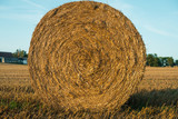 Fototapeta Zwierzęta - Close up image of a hay bale. Hay bales on a field. Agriculture field with beautiful blue sky. Sunset in the early autumn. Harvest concept.
