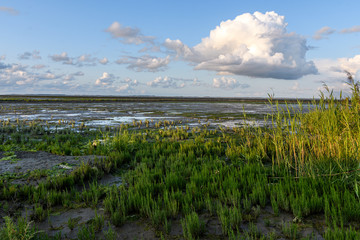 Queller im Wattenmeer bei Ebbe mit Horizont , Wolken udn blauem HImmel am Abend