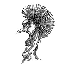 Portrait Of Crowned Crane. Sketch. Engraving Style. Vector Illustration.