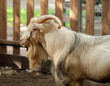Beige long haired male goat