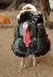 Male turkey (gobbler)
