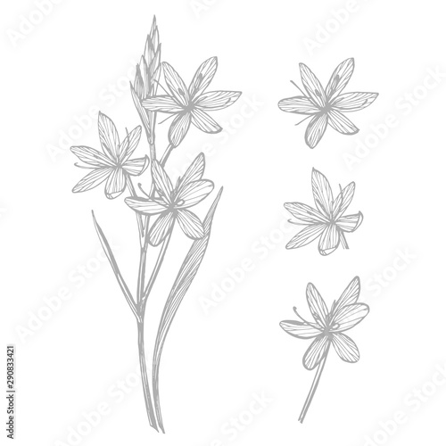 Kafir Lilies flowers. Collection of hand drawn flowers and plants. Botany. Se...