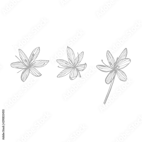 Kafir Lilies flowers. Collection of hand drawn flowers and plants. Botany. Se...