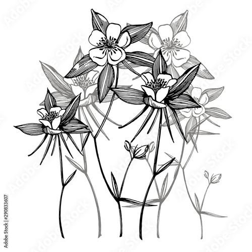 Double Columbine flowers. Collection of hand drawn flowers and plants. Botany...