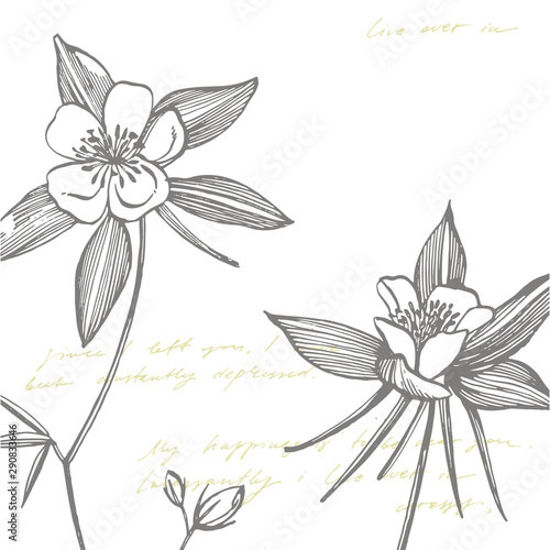 Double Columbine flowers. Collection of hand drawn flowers and plants. Botany...