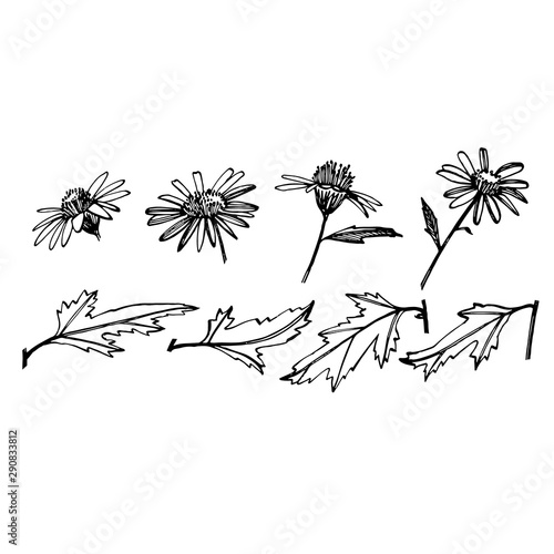 Chamomile. Collection of hand drawn flowers and plants. Botany. Set. Vintage ...