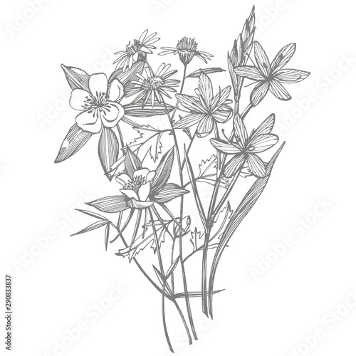 Collection of hand drawn flowers and plants. Botany. Set. Vintage flowers. Bl...