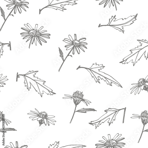 Chamomile. Collection of hand drawn flowers and plants. Botany. Set. Vintage ...