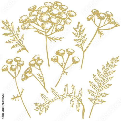 Tansy or daisy flower. Botanical illustration. Good for cosmetics, medicine, ...