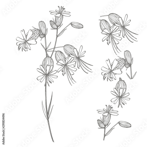 Bladder campion flowers. Set of drawing cornflowers, floral elements, hand dr...