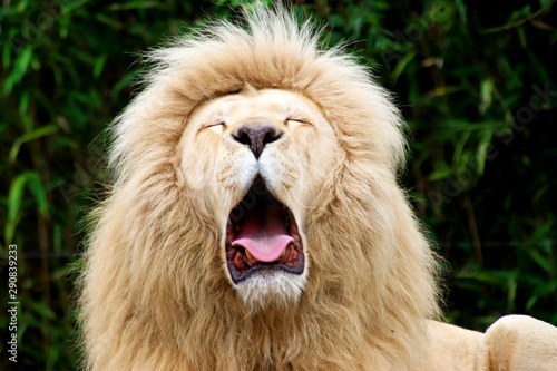 Lion Blanc En Train De Bailler Stock Photo Adobe Stock