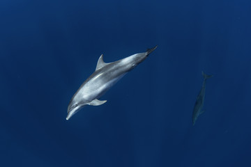 Poster - common bottlenose dolphin, tursiops truncatus, Mauritius