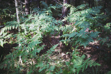 Wall Mural - Green fern growing in forest.