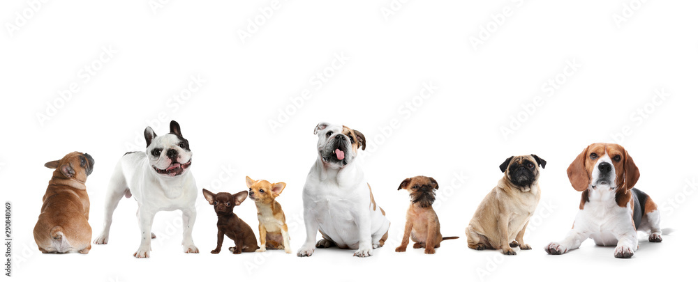 Yorkshire terrier isolated on white. Happy dog - obrazy, fototapety, plakaty 