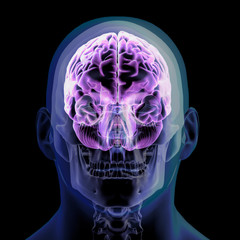 Wall Mural - Front View of X-ray Head, Skull and Brain on Black