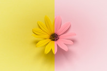 Large Daisy Gerbera Chamomile Flower Head On Vibrant Double Colored Yellow Pink Background.